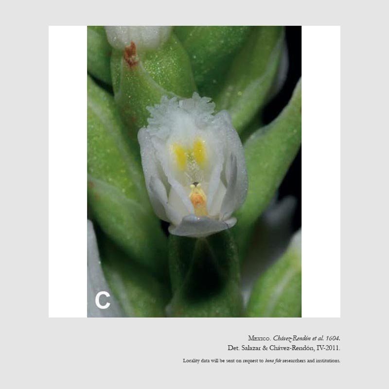 Galeoglossum cactorum